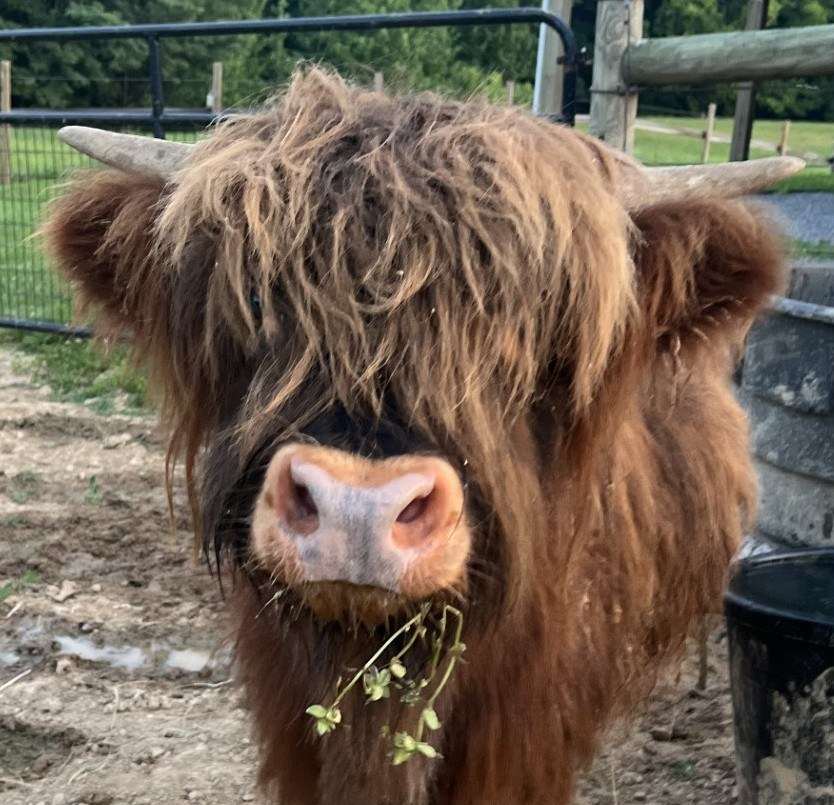 Cash, a Highland in the Eqwine Social herd