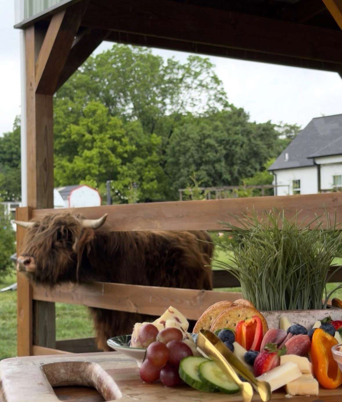 Cash the Highland cow beside a charcuterie spread