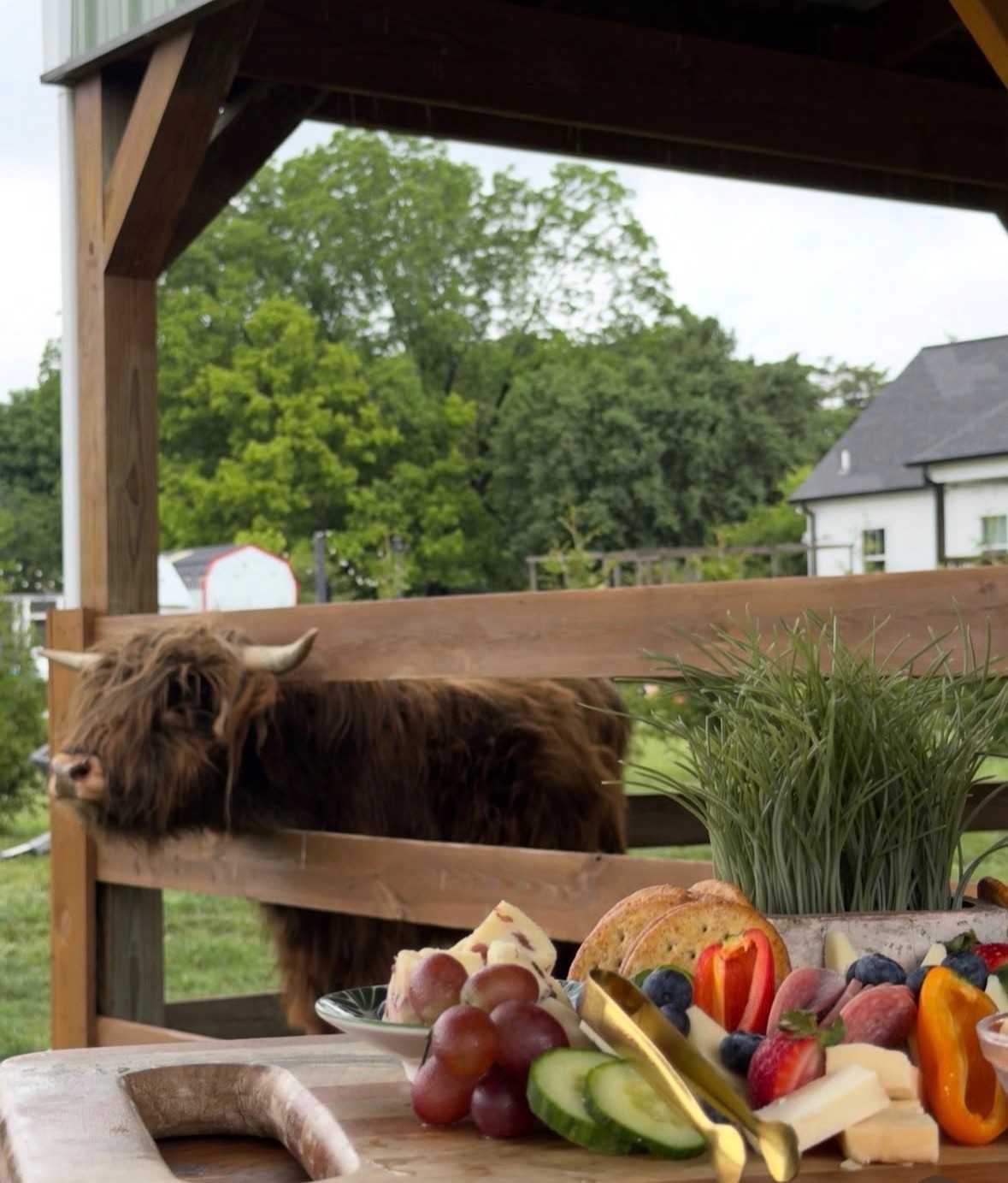 Cash the Highland cow beside a charcuterie spread