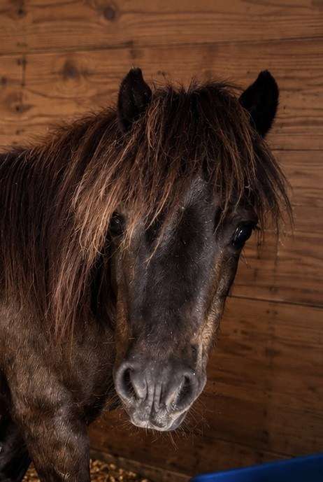 Gus, a Mini Pony in the Eqwine Social herd