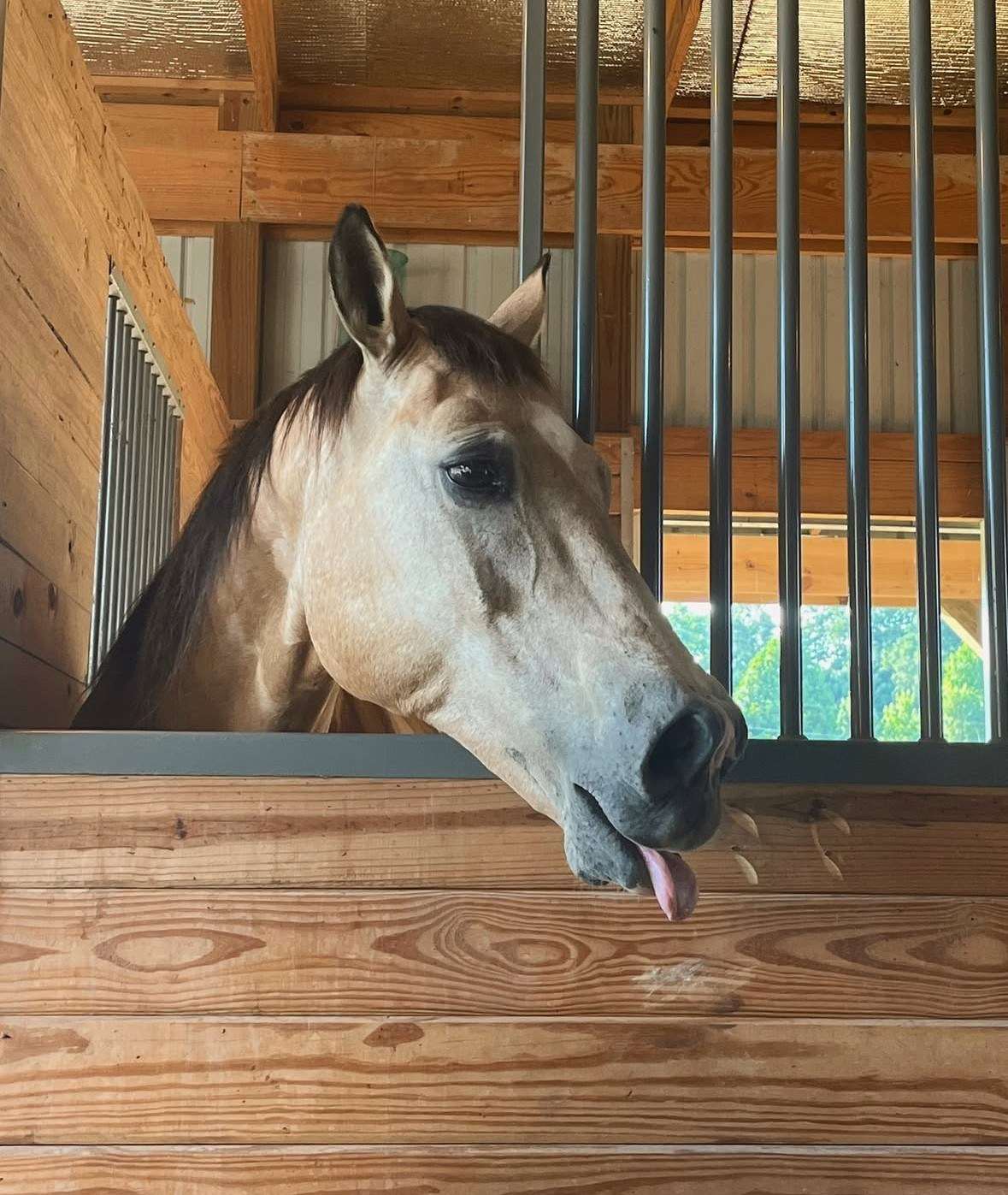 Hank, a Buckskin in the Eqwine Social herd