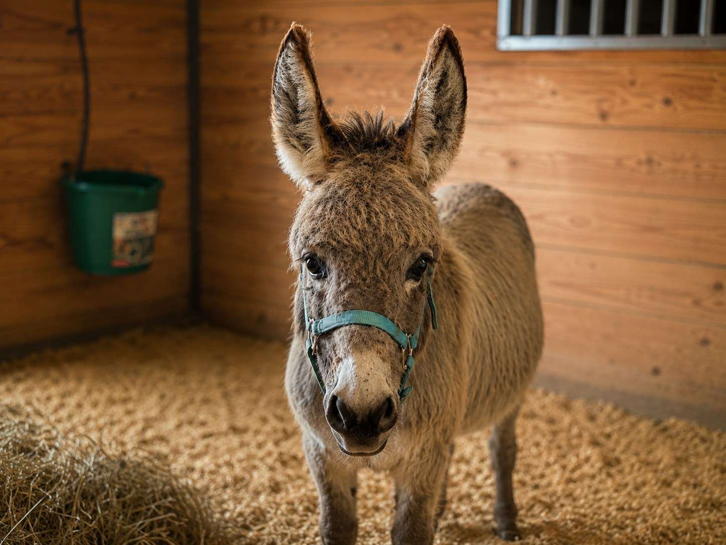 Roscoe, a Mini Donkey in the Eqwine Social herd