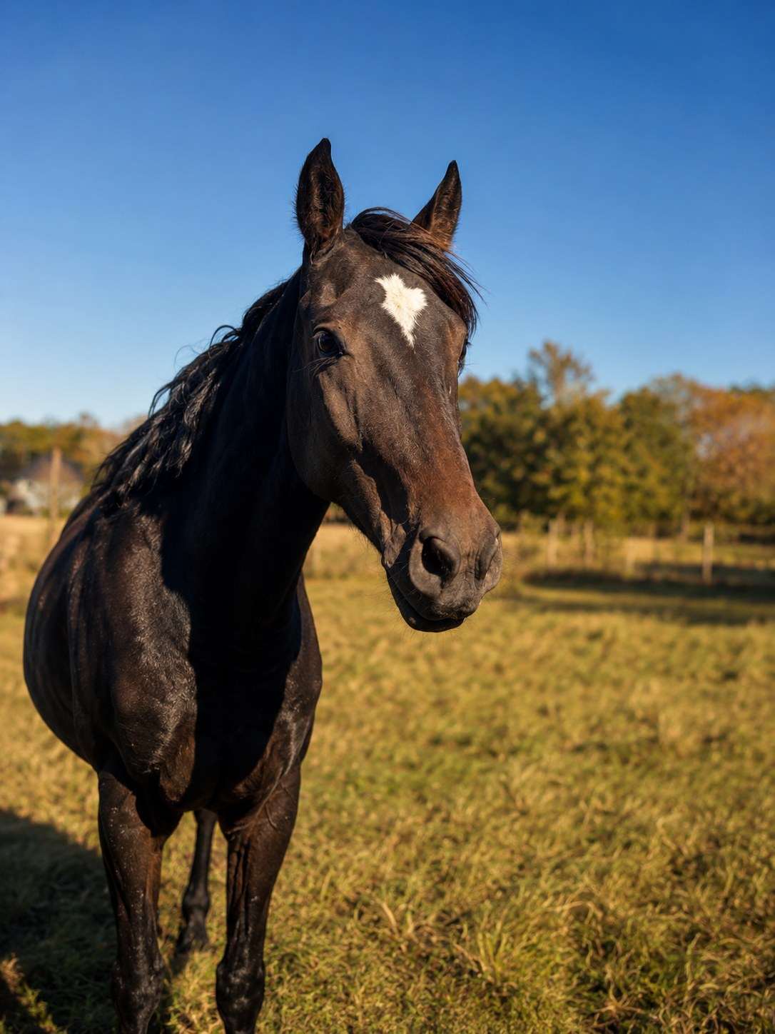 Tex, a Black Friesian in the Eqwine Social herd