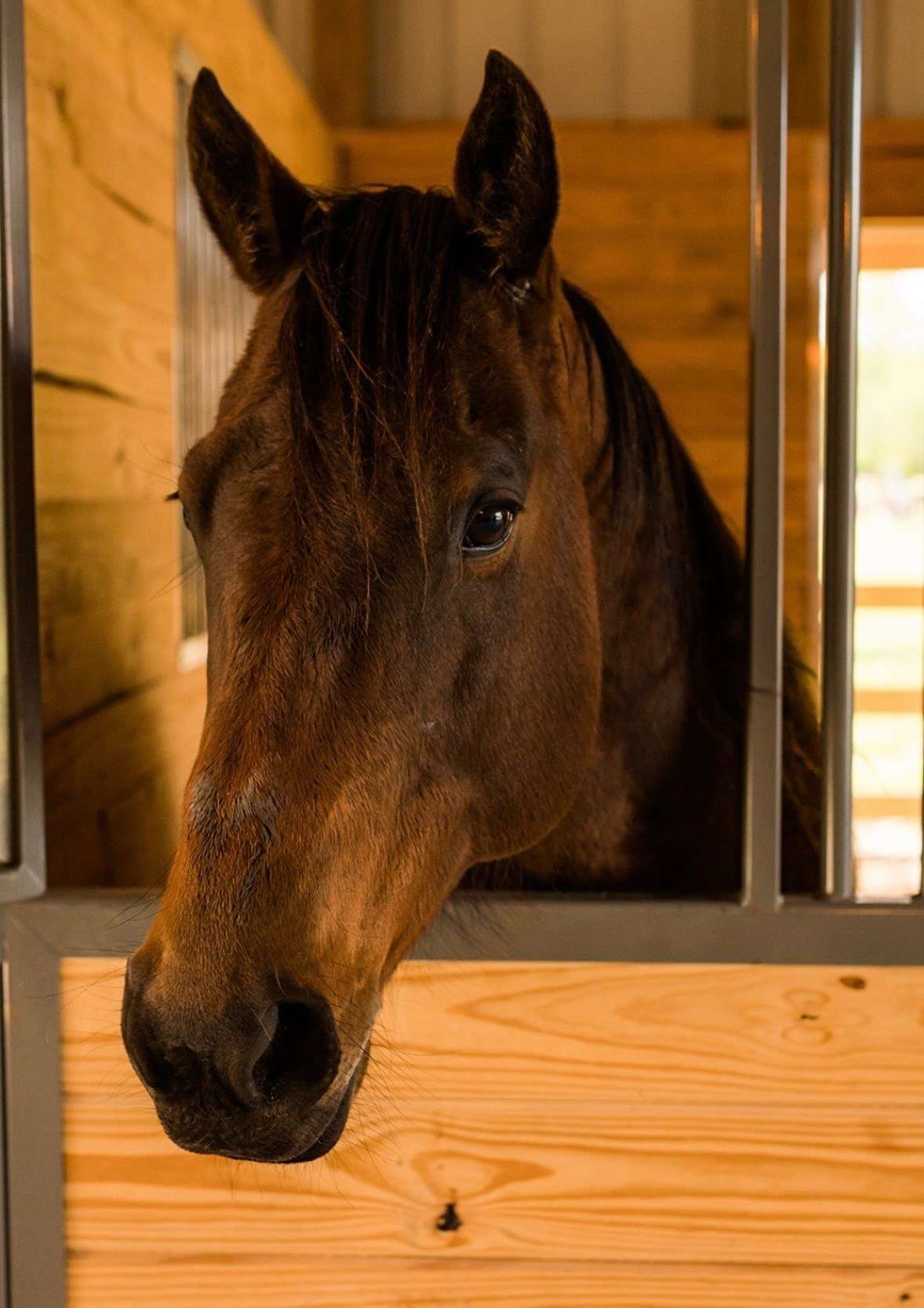Wyatt, a Bay in the Eqwine Social herd